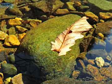 揭秘黑色收入項(xiàng)目與高三語(yǔ)文實(shí)時(shí)評(píng)論，探索未來(lái)財(cái)富與學(xué)術(shù)趨勢(shì)的交匯點(diǎn)